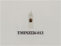 藏品(龜紋瓢蟲)的圖片